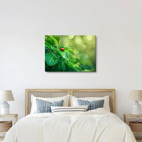 Obraz - Lienka (70x50 cm)