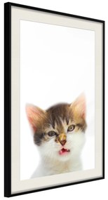 Artgeist Plagát - Vexed Cat [Poster] Veľkosť: 30x45, Verzia: Čierny rám s passe-partout