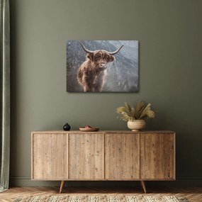 Obraz - Highlander krava (70x50 cm)