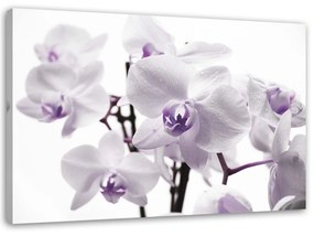 Gario Obraz na plátne Biela a fialová orchidea Rozmery: 60 x 40 cm