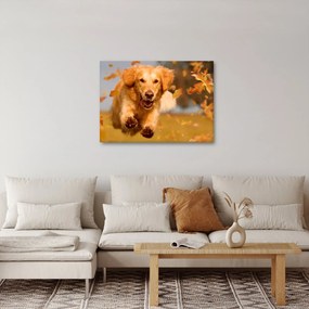 Obraz - Zlatý retriever (70x50 cm)
