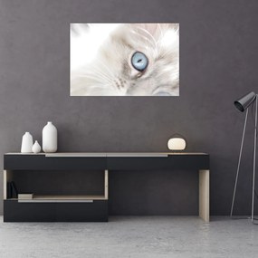 Obraz - Mačka s modrými očami (90x60 cm)