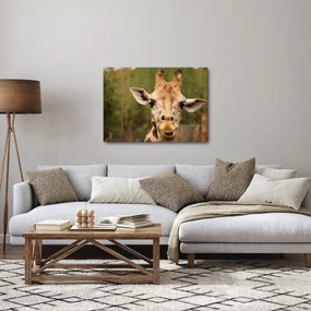 Obraz žirafy (70x50 cm)