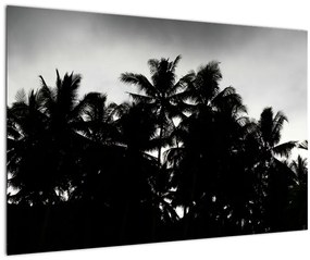 Obraz čiernobiely - palmy (90x60 cm)