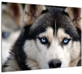 Sklenený obraz psa husky (70x50 cm)