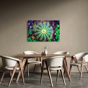 Obraz kaktusu (90x60 cm)