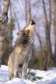 Umelecká fotografie HOWLING GREY WOLF, MONTANA, Art Wolfe, (26.7 x 40 cm)