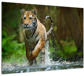 Sklenený obraz bežiaceho tigra (70x50 cm)