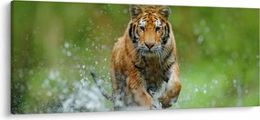 Obraz - Bežiaci tiger (120x50 cm)