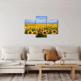 Obraz slnečnicového poľa (90x60 cm)