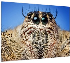 Sklenený obraz detailu pavúka (70x50 cm)