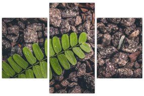 Obraz zelenej rastliny (90x60 cm)