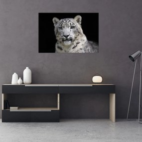 Obraz - Leopard snežný (90x60 cm)