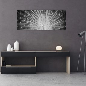 Obraz - Biely páv (120x50 cm)