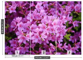 Fototapeta Vliesová Rhododendron ružový 208x146 cm