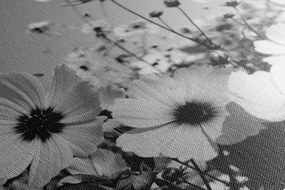 Obraz lúka jarných kvetov v čiernobielom prevedení Varianta: 120x80