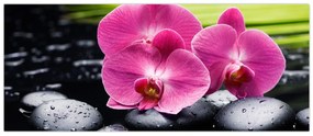 Obraz - Ružové orchidey s palmovým listom (120x50 cm)
