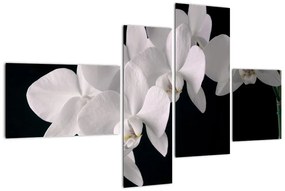 Obraz - biele orchidey