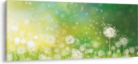 Obraz - Odkvitnuté púpavy (120x50 cm)