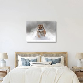 Obraz bežiaceho tigra v snehu (70x50 cm)