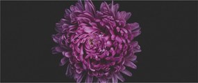 Obraz fialovej kvetiny (120x50 cm)