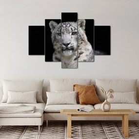 Obraz - Leopard snežný (150x105 cm)
