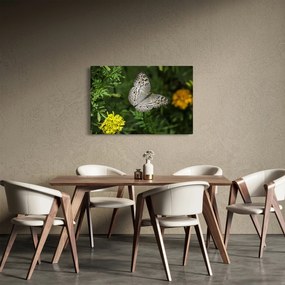 Obraz - biely motýľ (90x60 cm)