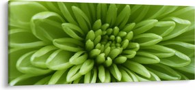 Obraz - Makro snímka rastliny (120x50 cm)