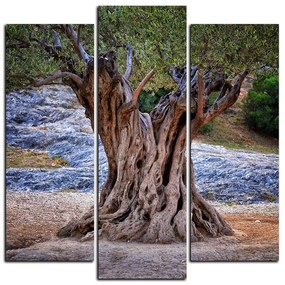 Obraz na plátne - Starý olivovník - štvorec 3181C (105x105 cm)