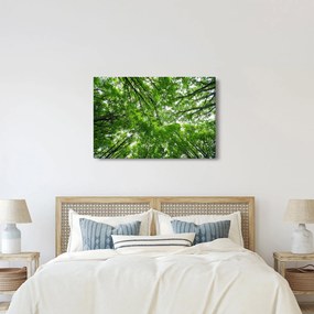 Obraz - Pohľad do korún stromov (90x60 cm)