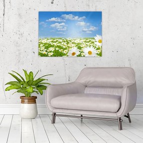 Sklenený obraz rozkvitnutej lúky s margarétkami (70x50 cm)