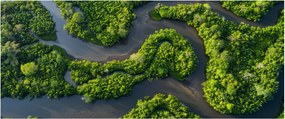Obraz - Lesná krajina s riekou (120x50 cm)