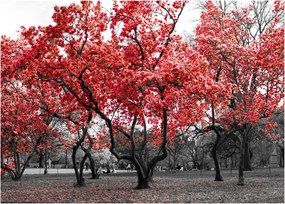 Sklenený obraz - Červené stromy, Central Park, New York (70x50 cm)