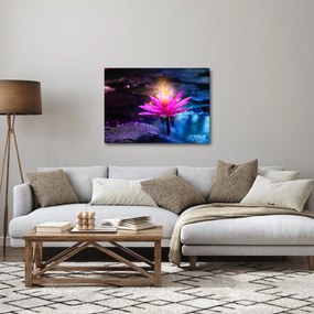 Obraz lekna na vode (70x50 cm)