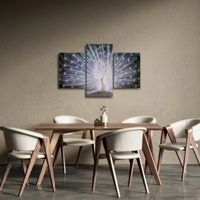 Obraz - Biely páv (90x60 cm)