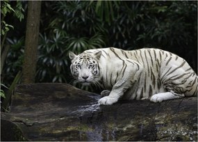 Obraz - Tiger albín (70x50 cm)