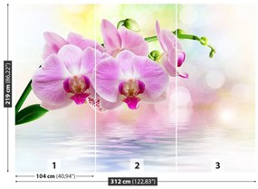 Fototapeta Vliesová Orchidea ruže 208x146 cm