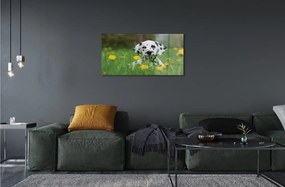 Sklenený obraz prérijnej pes 125x50 cm
