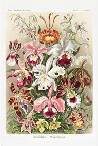Plagát, Obraz - Ernst Haeckel - Orchideen, (61 x 91.5 cm)