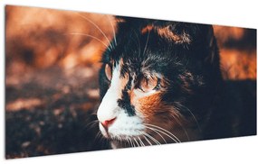 Obraz - Pohľad mačky (120x50 cm)