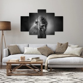 Obraz - Opička (150x105 cm)