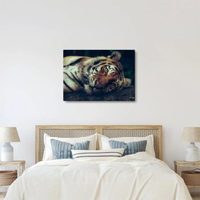 Obraz - Tiger Sibírsky (70x50 cm)