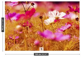 Fototapeta Vliesová Kozmos kvetina 416x254 cm