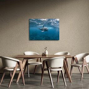 Obraz - Delfín pod hladinou (70x50 cm)
