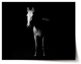 Sablio Plagát Kôň v tieni - 90x60 cm
