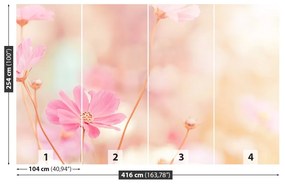 Fototapeta Vliesová Ružové kvety kozmu 250x104 cm