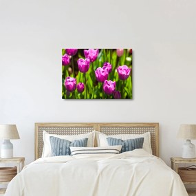 Obraz tulipánov na lúke (70x50 cm)