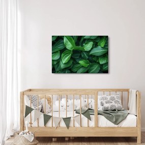 Obraz - Zelené listy (90x60 cm)