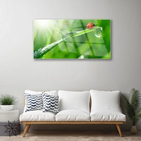 Obraz na skle Tráva lienka príroda 120x60 cm
