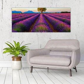 Obraz - Levanduľové pole (120x50 cm)